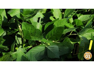 Property photo 10 - 470 Acres Mostly Productive Tillable Land - 6 Tracts